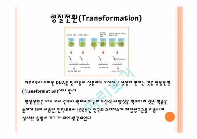 ligation & transformation   (9 )